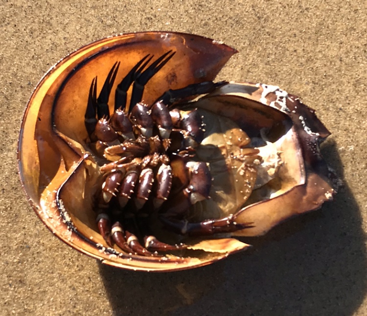 Horseshoe crab under